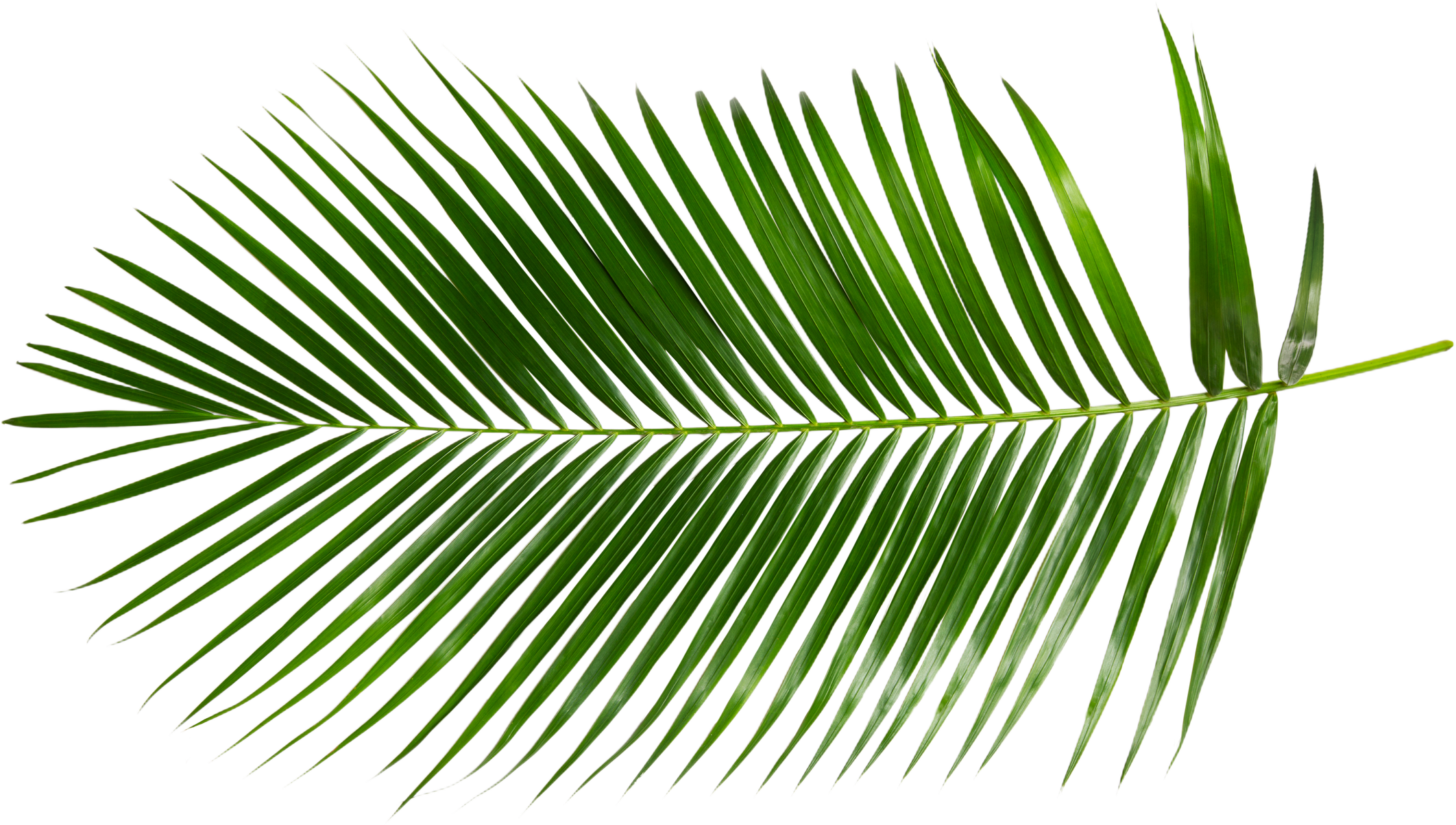 Tropical Palm Leaves Cutout